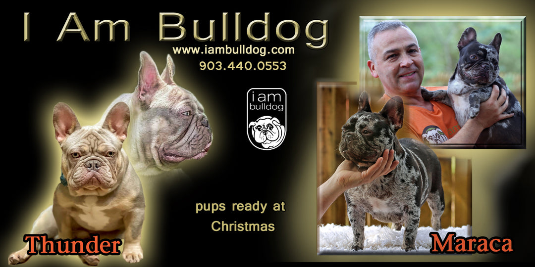YOUR DREAM PUPPY AWAITS AT THE PERFECT TIME OF THE YEAR: CHRISTMAS