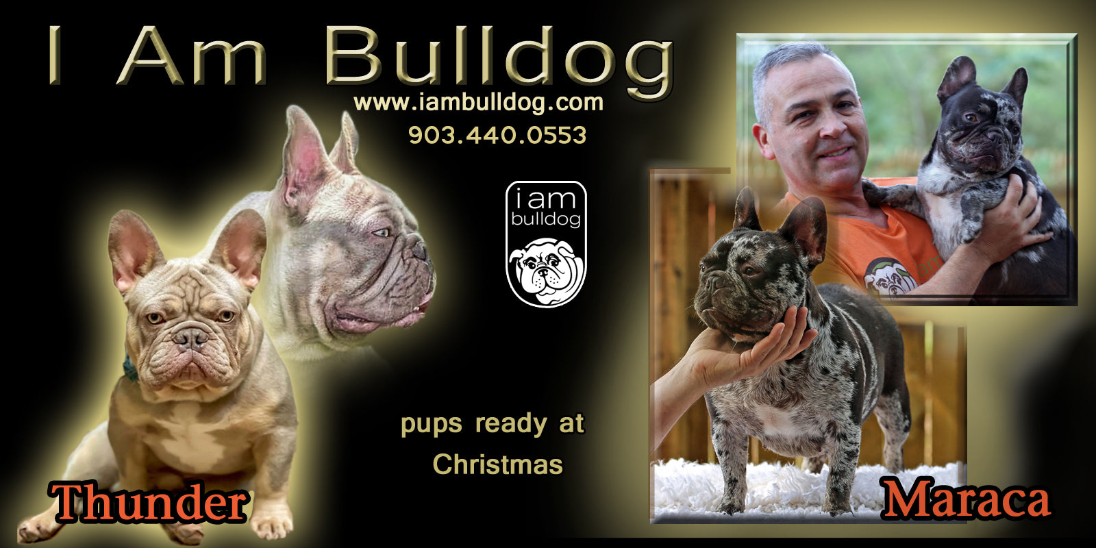YOUR DREAM PUPPY AWAITS AT THE PERFECT TIME OF THE YEAR: CHRISTMAS