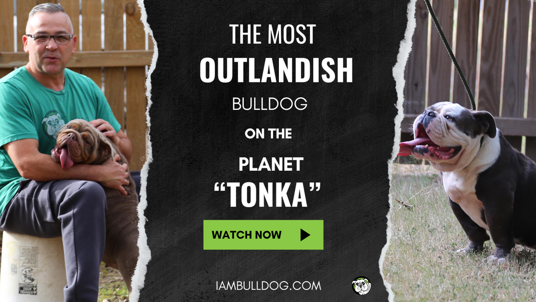 "TONKA" THE MOST OUTLANDISH BULLDOG ON THE PLANET!