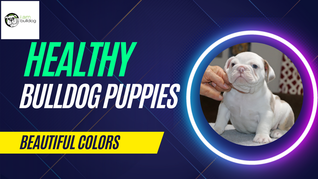 YES, you can have it all! Beautifully Colored English Bulldog Puppies