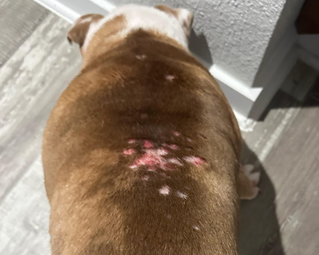 Bulldog Allergies and Skin Issues