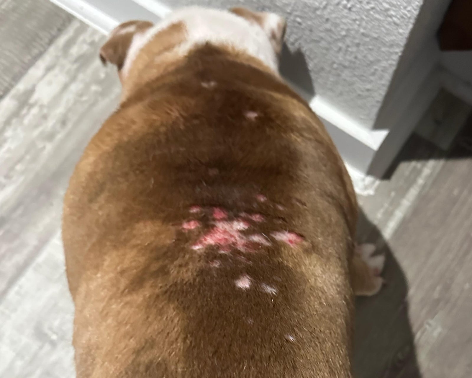 Bulldog Allergies and Skin Issues