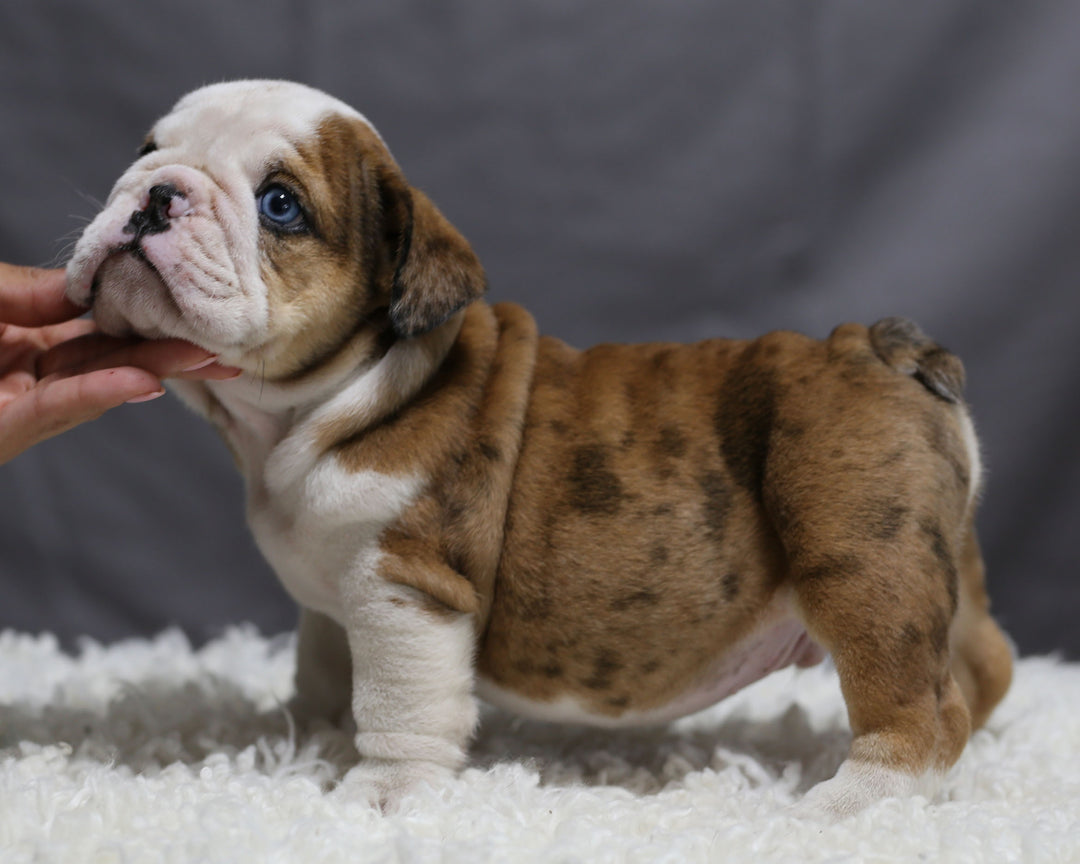 Amazingly Beautiful English Bulldog Male Now Available!