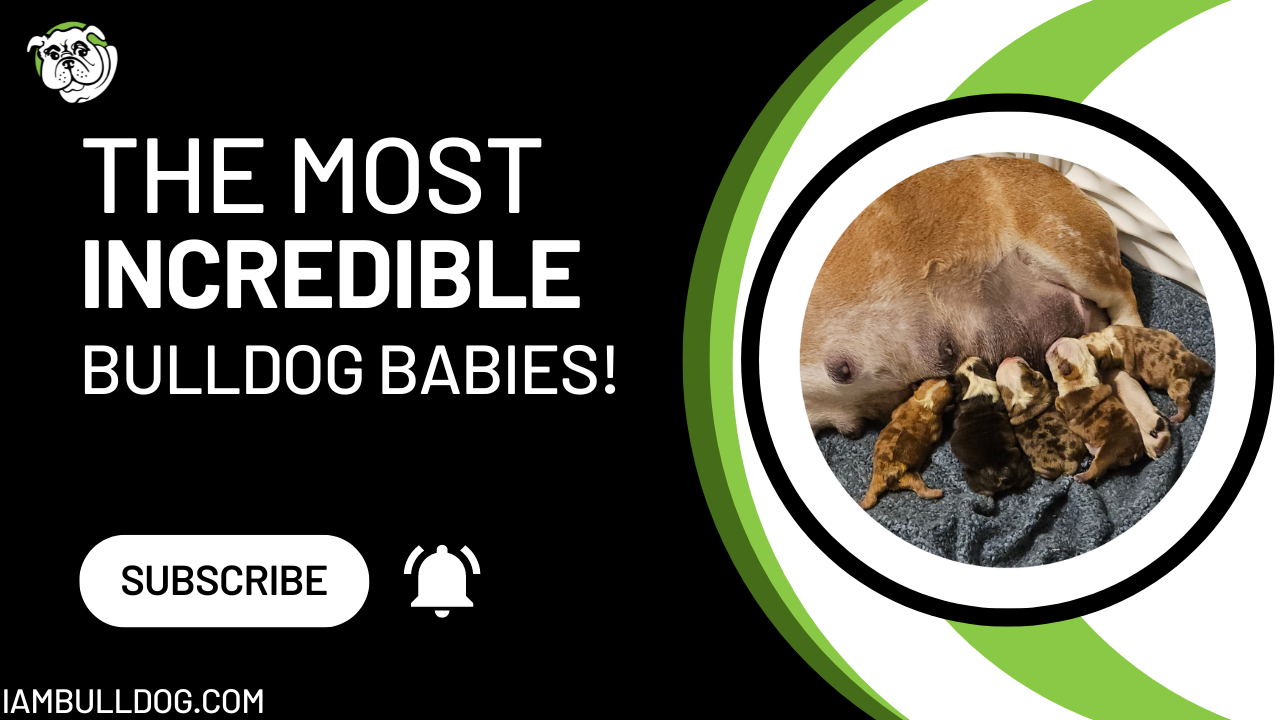 New Bulldog Puppies Alert!