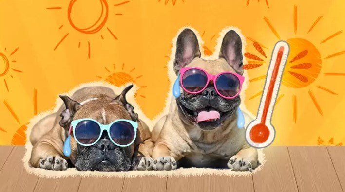 🐾 5 WAYS TO PROTECT YOUR BULLDOG FROM THE SUMMER HEAT