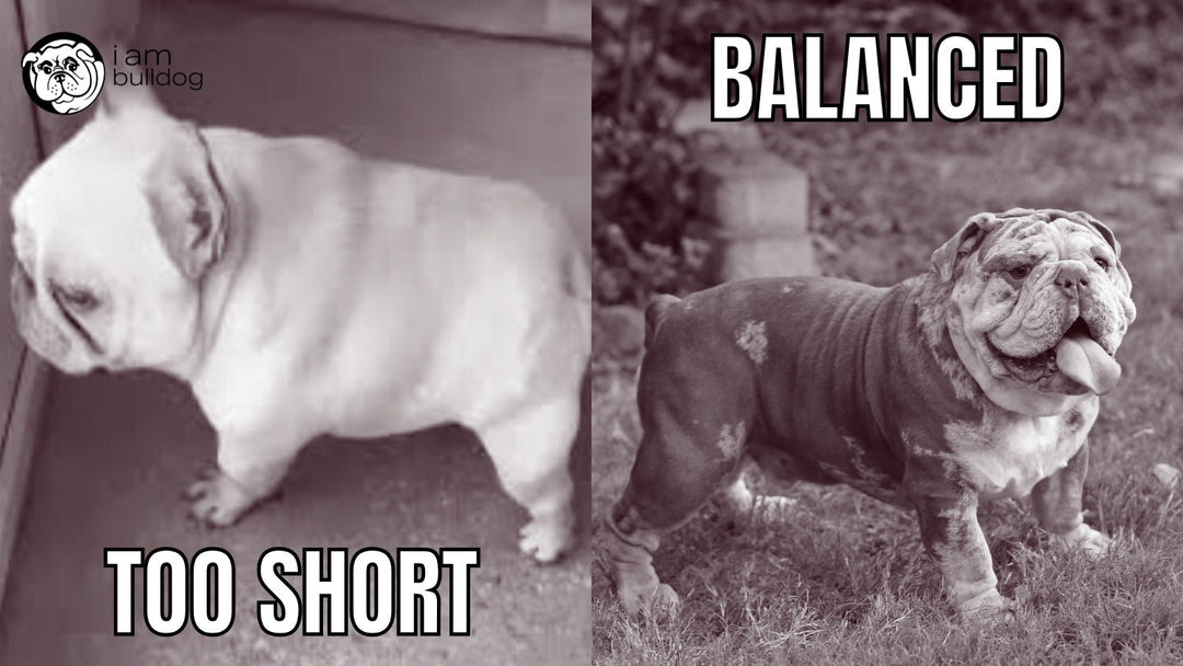 The Truth About Short-Backed Bulldogs: Myth vs Reality