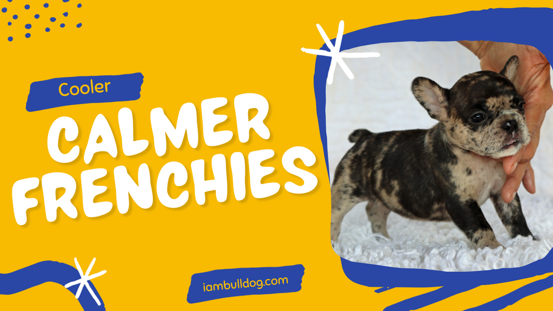 When A Dog Impacts Your Life, You Just Gotta Share It!