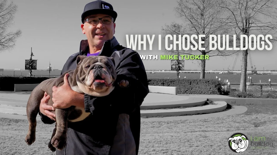 Why Choose an English Bulldog For A Pet