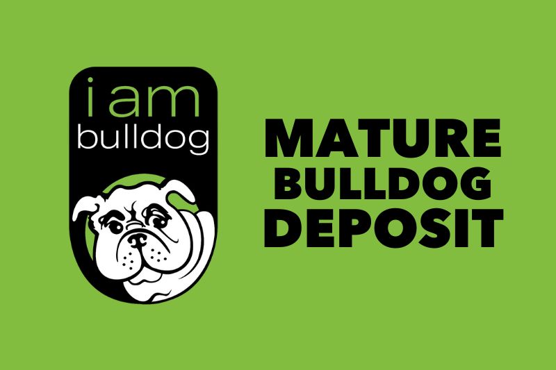 Deposit for Mature Bulldogs