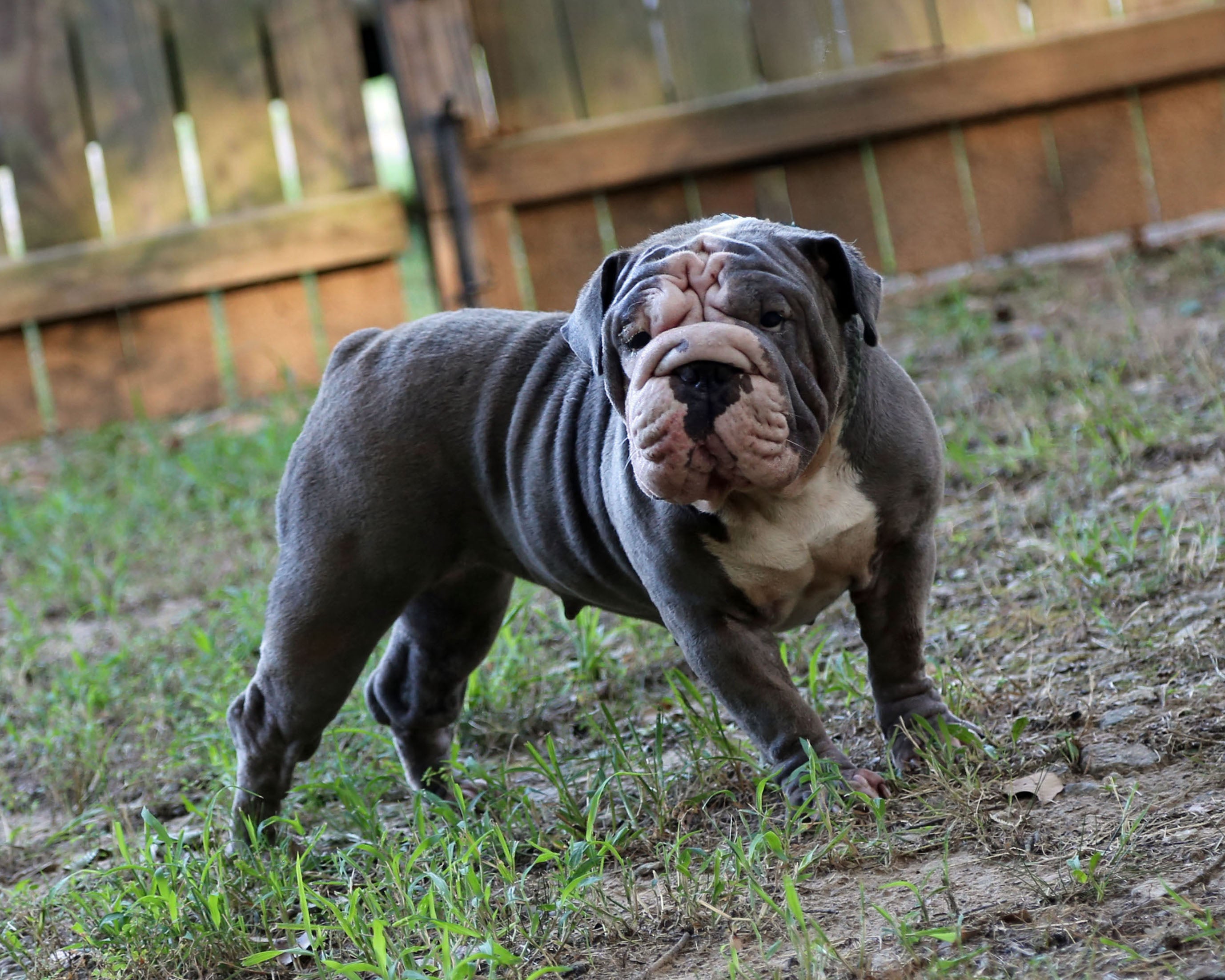 english bulldog dress blues BLUE VELVET IS AVAILABLE, Exceptional Blue Bulldog, Female – I Am Size:M - Preorder Blue 1950s Floral Print shein online Marine dress