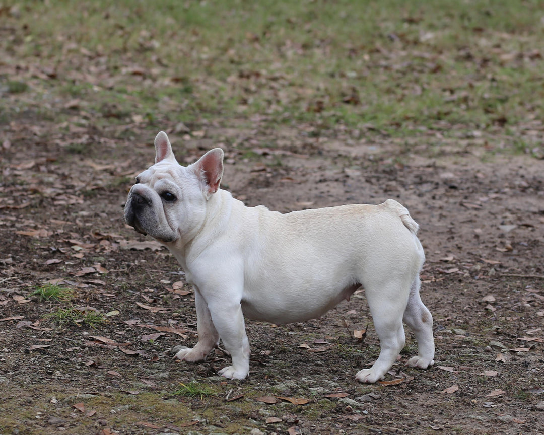 JAZZY IS AVAILABLE, Loveable And Cuddling Creme French Bulldog, Female