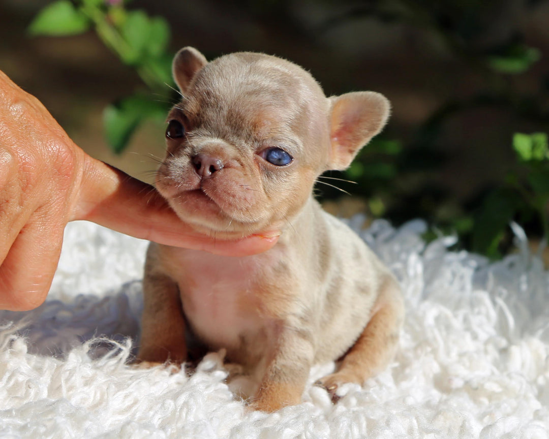 PHOENIX! Enchanting Isabella Merle French Bulldog, Female