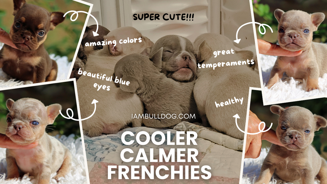 MUST-SEE Video Of These Amazing Frenchie Babies