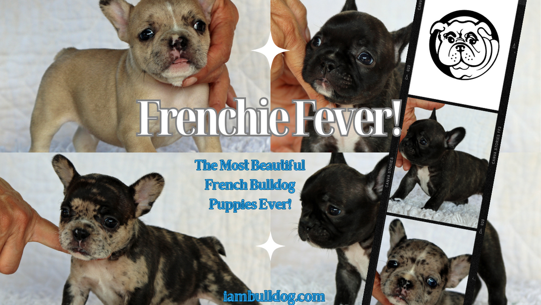 Adorable French Bulldog Puppies