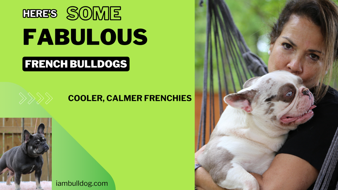 Three Of The Cutest French Bulldog Puppies Ever!