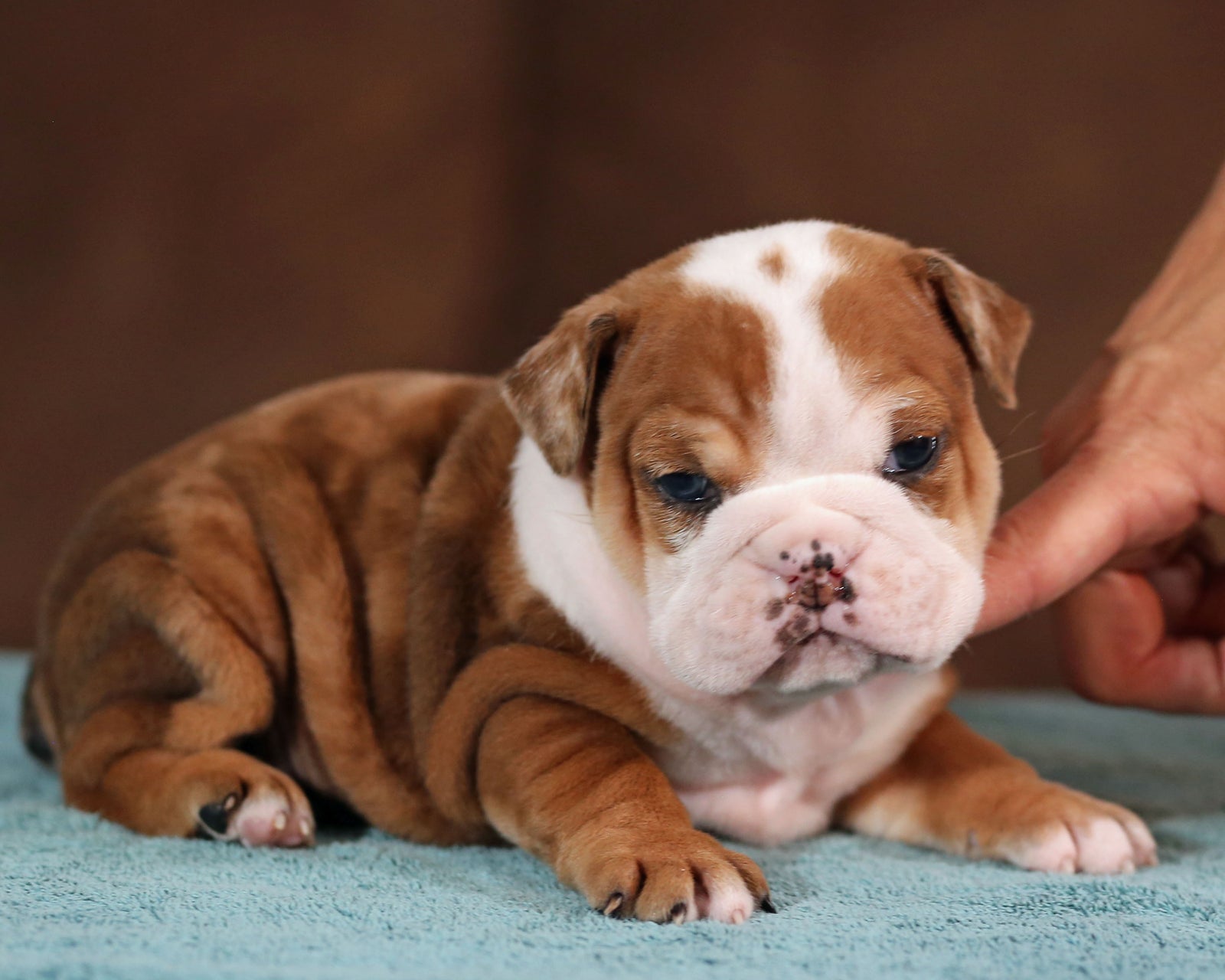 English Bulldog Puppies Available In Texas