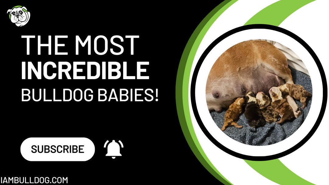 New Bulldog Puppies Alert!