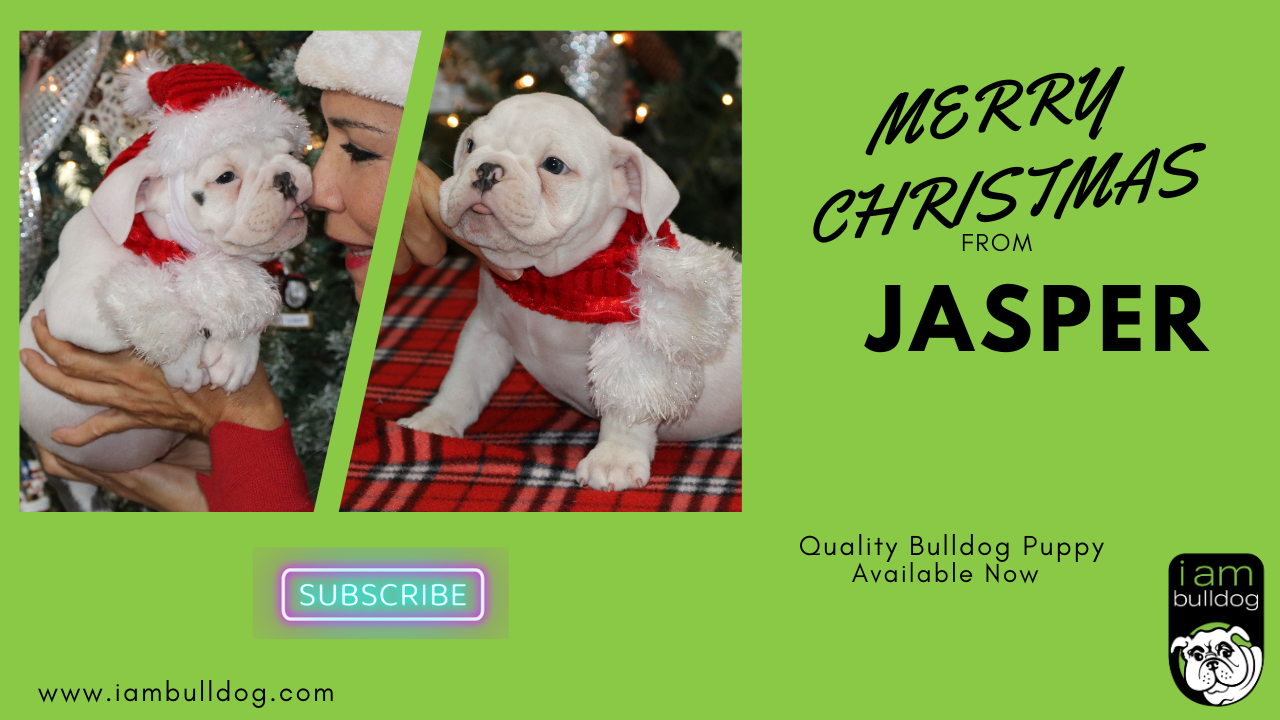 Merry Christmas from JASPER!