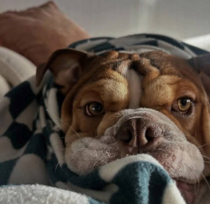 This Is Not a Cute Puppy Photo