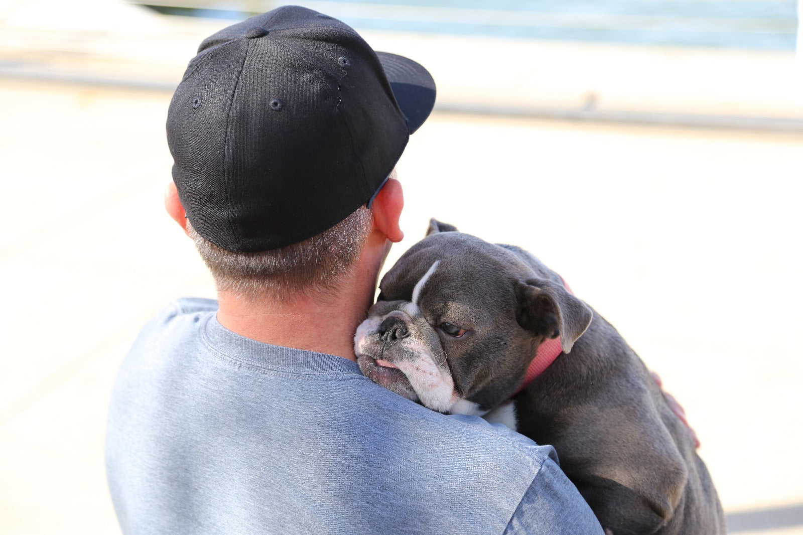How English Bulldogs Make Our Lives Better