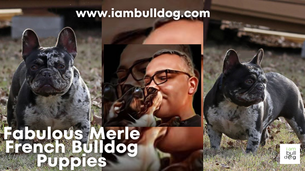 Fabulous Merle French Bulldog Puppy "LULU"