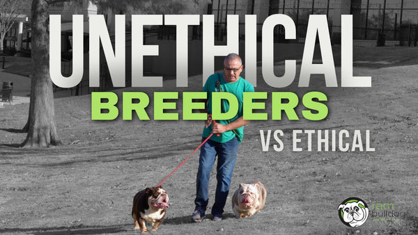 Ethical vs Unethical Bulldog Breeders