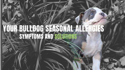 Your Bulldog And Seasonal Allergies: Symptoms And Solutions