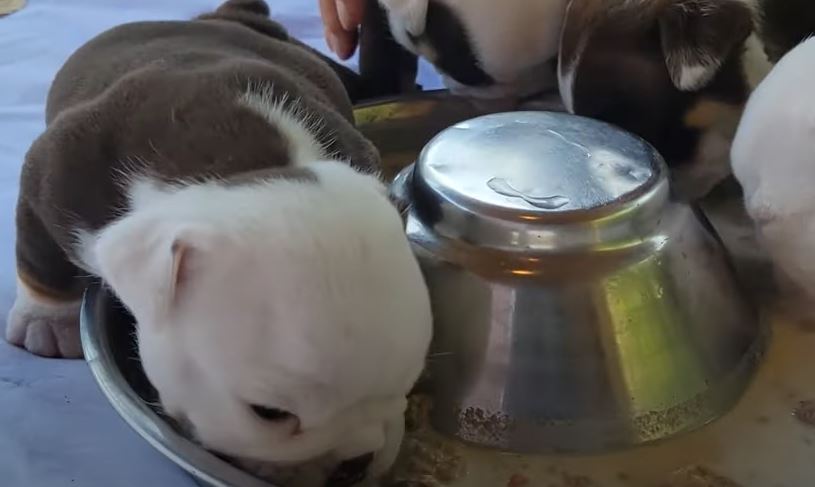 Introducing English Bulldog Puppies To Solid Food