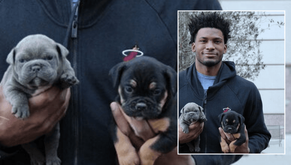 NBA Miami Heat Superstar Justise Winslow Posing With I Am Bulldog Puppies