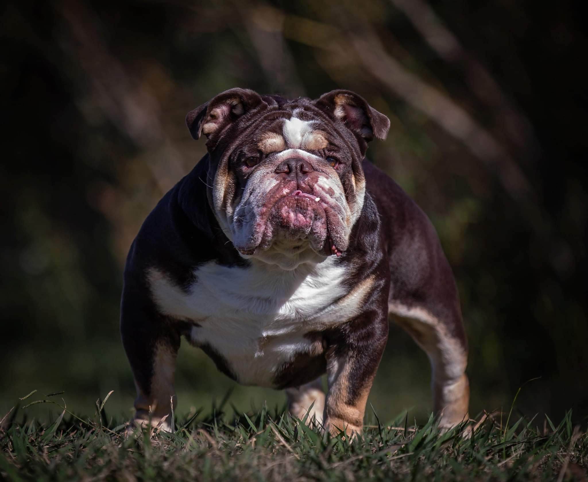 British bulldog shops stud