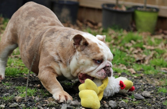 Bulldog playing with a toy on a grassy ground