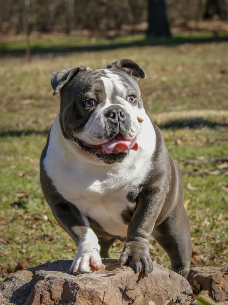 Adult female Bulldog posed upon a rock