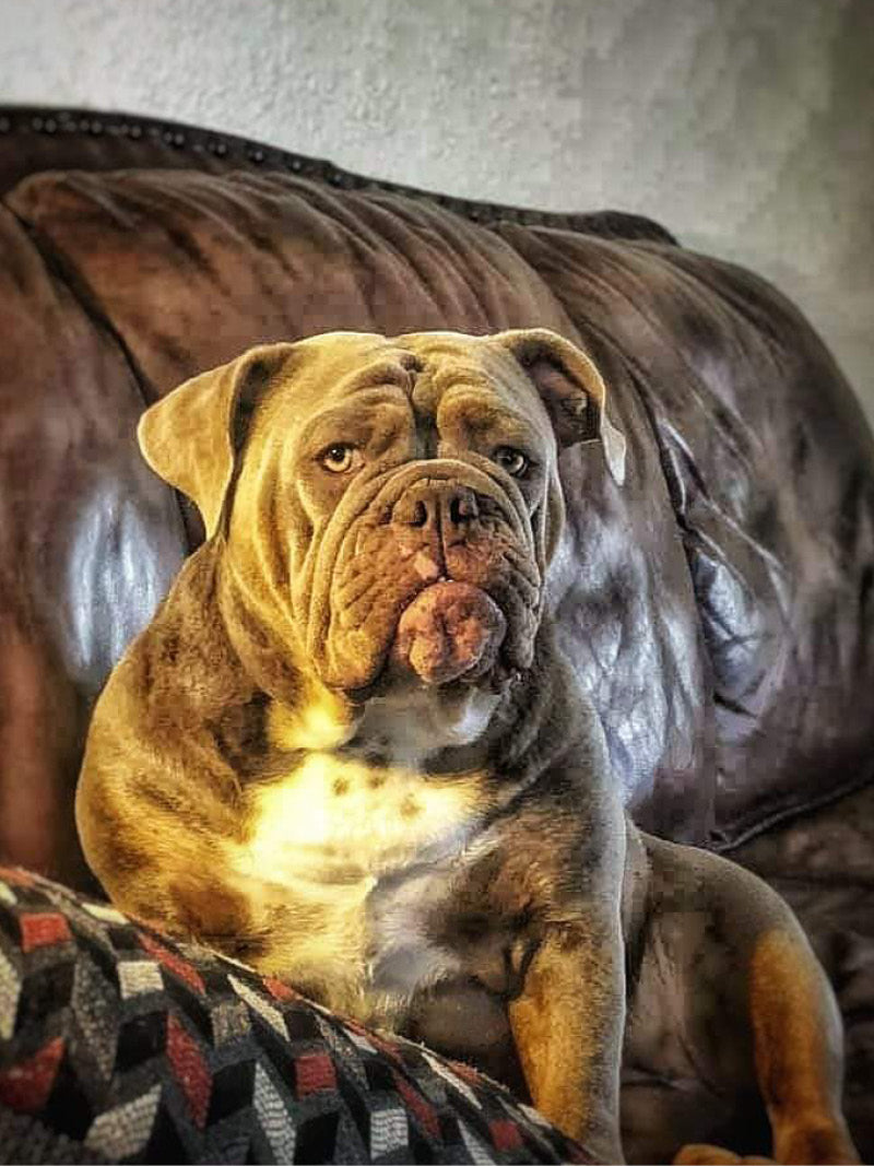 Adult Bulldog sitting on a couch