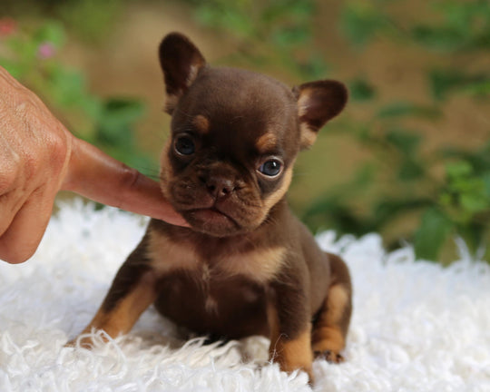 JORDAN! Breathtaking Chocolate and Tan French Bulldog, Female