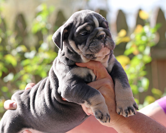 Indigo Cruz!  Blue Tri Bulldog Male / Balanced, Confident   SOLD