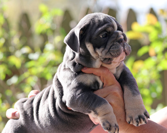Indigo Cruz!  Blue Tri Bulldog Male / Balanced, Confident   SOLD