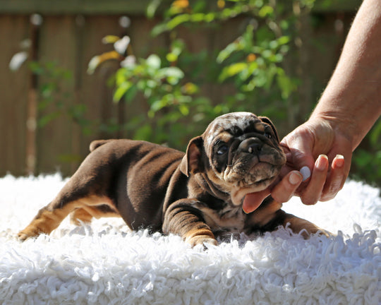 Gelato! Chocolate Merle Bulldog Female with Tan Points / Soulful & Refined