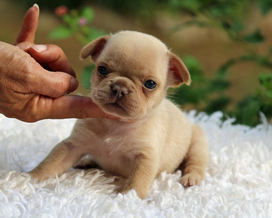 DAKOTA!  Fabulous Fawn French Bulldog, Female