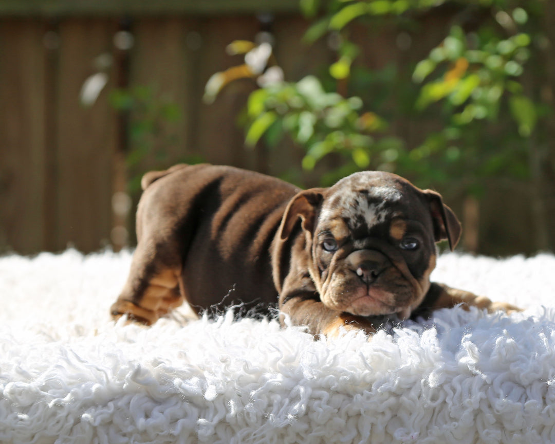 Gelato! Chocolate Merle Bulldog Female with Tan Points / Soulful & Refined