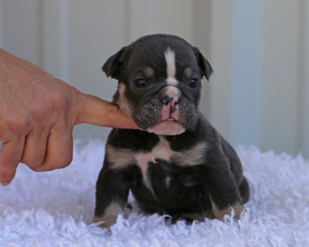 Indigo Cruz!  Blue Tri Bulldog Male / Balanced, Confident  RESERVED