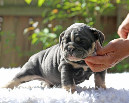 Indigo Cruz!  Blue Tri Bulldog Male / Balanced, Confident   SOLD