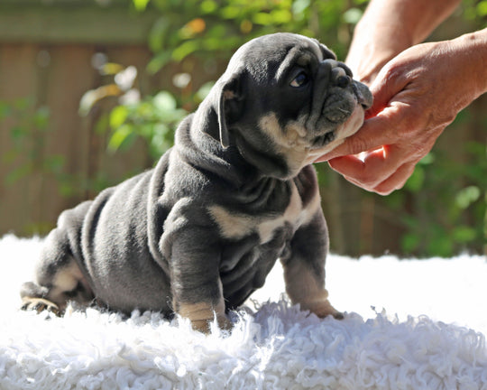 Indigo Cruz!  Blue Tri Bulldog Male / Balanced, Confident   SOLD