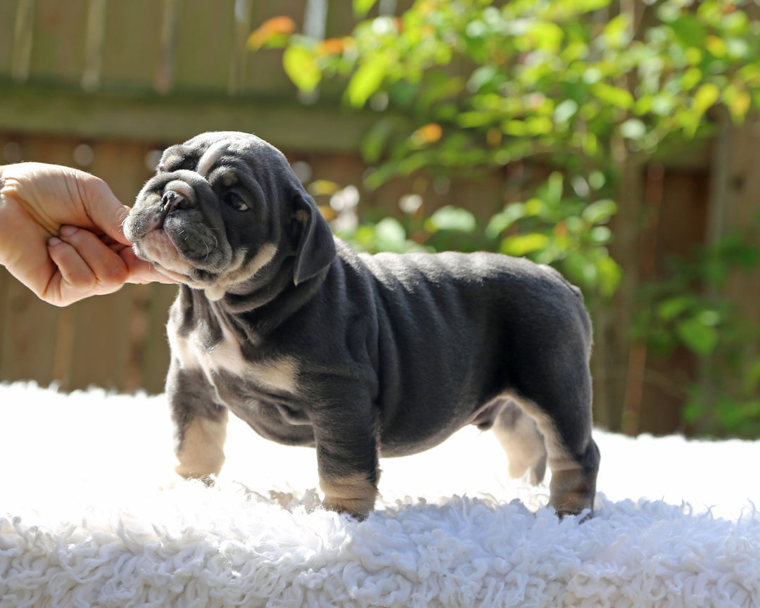 Indigo Cruz!  Blue Tri Bulldog Male / Balanced, Confident   SOLD