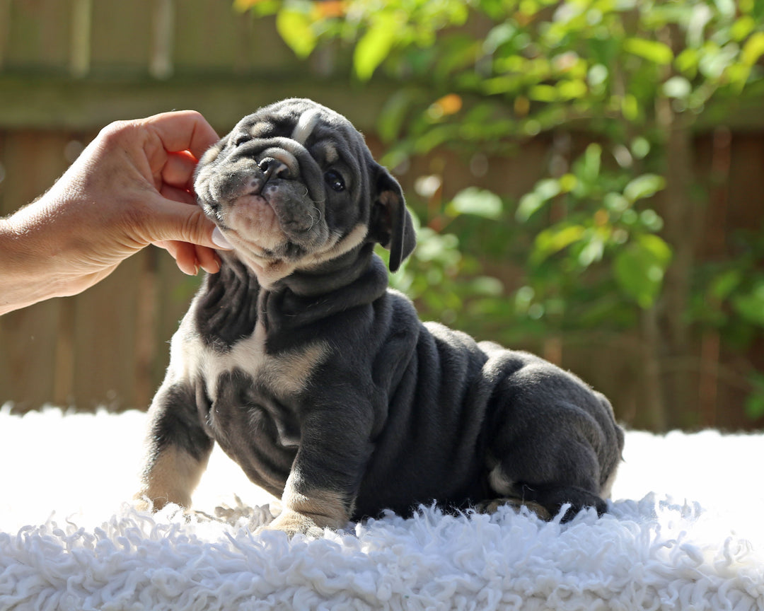 Indigo Cruz!  Blue Tri Bulldog Male / Balanced, Confident   SOLD