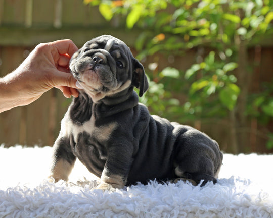 Indigo Cruz!  Blue Tri Bulldog Male / Balanced, Confident   SOLD