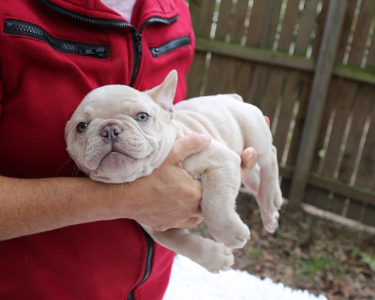BRONX!  Handsome Creme French Bulldog, Male