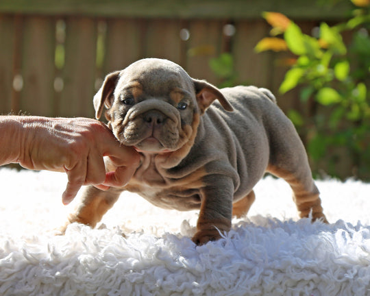 Amaretto!  Lilac Tri Bulldog Male /Unique, Dashing & Extra Sweet   RESERVED