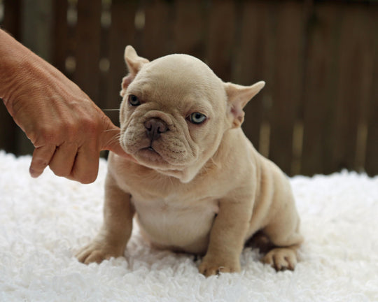 BRONX!  Handsome Creme French Bulldog, Male