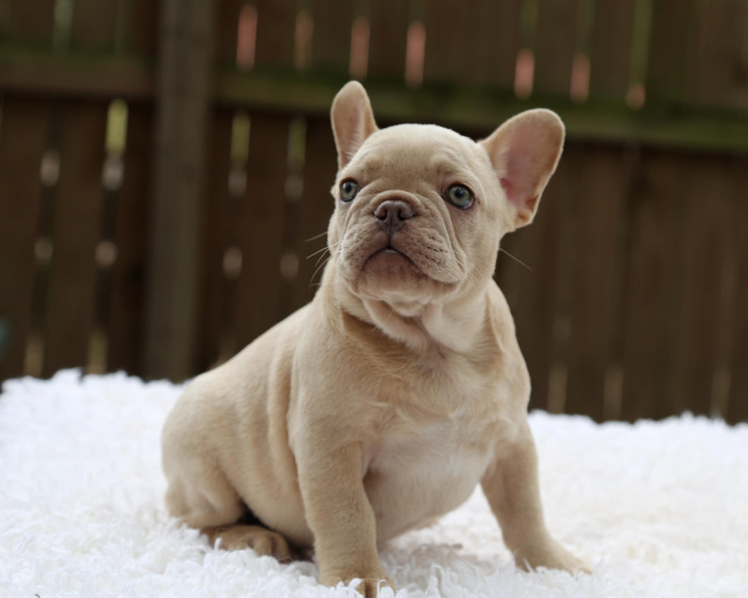 BRONX!  Handsome Creme French Bulldog, Male