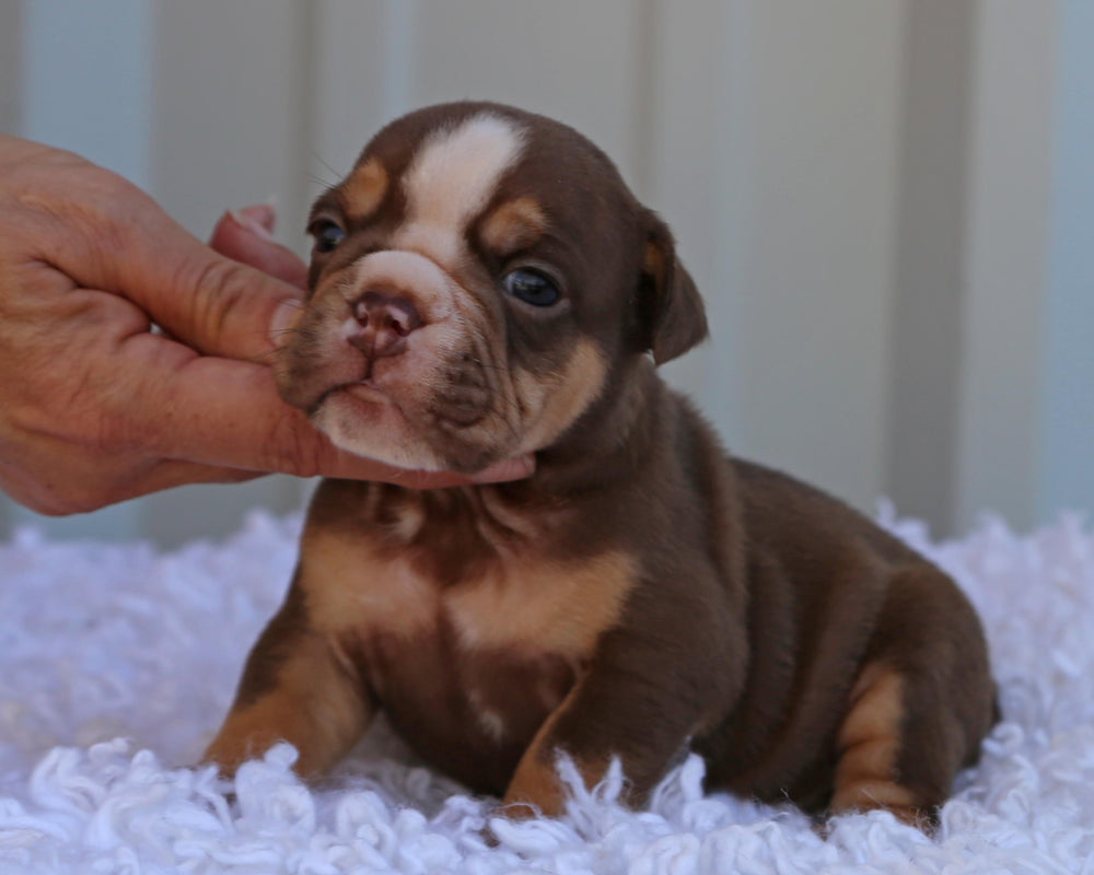 Ferrero!  Chocolate Tri Bulldog Male /Dashing Good Looks & Temperament